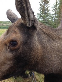 Yep, i was pretty close to this moose